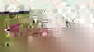 15K views · 678 reactions |  La #Tulipe est aux Pays-Bas ce que la baguette est à la France. Des milliards de tulipes récoltées chaque année, et le début de la saison c'est maintenant ! ➡️ Voyage au pays des champs colorés, avec Valerie Astruc et Thibault Maillet pour Télématin | France TV Bruxelles | Facebook