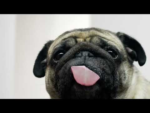 10 Hours of Pug Licking Screen (I’m Looking at Money)