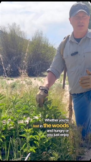 Stinging nettle is one of the most incredible plants on earth (for us humans that is!). Here are some verified uses; *Food *Clothing *Rope *Fertilizer *Treatment for BPH (a prostate issue) *Hormonal supplement *Cheese making *Arthritis relief (Google urtification) Did I miss anything? Have you used or encountered nettles? Let me know below! #survival #bushcraft #backpacking #forage #plantsmakemehappy #nutrition | Coyne Survival Schools
