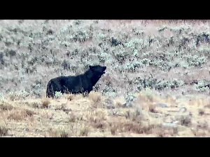 Black wolf howling in Yellowstone