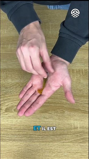 Chabot Shad Delalande : L’imitation parfaite pour les carnassiers !