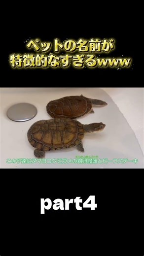 3種類のカメさん