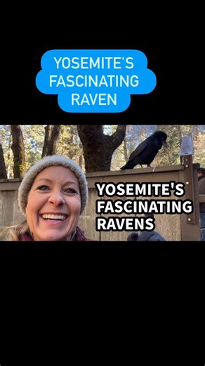 521 - Yosemite’s Fascinating Ravens | One of the Smartest Birds on Earth While standing in front of Yosemite Valley’s gift shop, I had a close encounter with one of the park’s most remarkable residents — a common raven. Far more than just a large black bird, ravens are among the most intelligent animals on the planet. In this video, I share the science behind what makes ravens so extraordinary: their ability to solve complex problems, remember human faces, communicate using dozens of vocalizatio