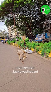 1M views · 85K reactions | Monkeyman Jackywadhavani #india #mumbai #gujarat #instagram #facebook #monkeylove #comedy #funny #comment #funnyvideo #viral #viralreels #fun #instafun | Jacky Wadhvani | Facebook