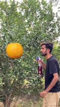 Spray Makes Bigger Fruits and a Successful Deal!" 🍊#orange #deals #funny