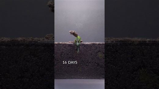 Growing a Small Stone Pine