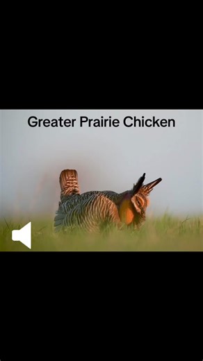 Greater Prairie Chicken on TikTok
