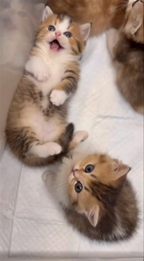 66K views · 7.6K reactions | Kitten chaos mode: ACTIVATED  | When Cats Go Crazy | Facebook