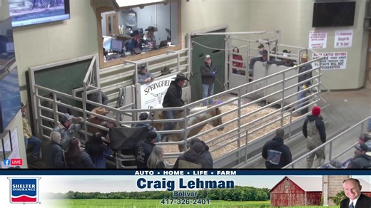 📽️Check out tonight's horse sale, LIVE!✅ Follow and like our other page:Springfield Livestock Horse Sale To bid online, visit: Horse Auctions USA https://www.horseauctionsusa.com/auctions/detail/bw154154 | Springfield Livestock Marketing Center