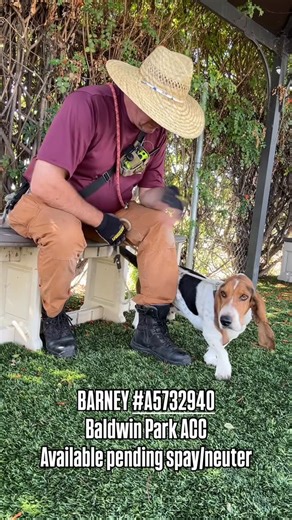 Tom Kiesche on Instagram: "BARNEY #A5732940 3 Years BASSET HOUND MIX TRICOLOR MALE End of Legal Hold: 10/19/2025 12:00:00AM Most Recent Weight 45.00 LB on 10/15/2025 Intake: 10/15/2025 STRAY Baldwin Park Animal Care Center (BPACC) 📍4275 Elton St, Baldwin Park, CA 91706 ☎️ (626) 962-3577 ✅ M–Sat – 11 am - 5 pm. 🛑 Closed Sun. 🌐 https://animalcare.lacounty.gov/ 📦 If you want to send product donations to BPACC directly, send them to Volunteers c/o Isha McDonald [use the address above]. 📦 BPACC,