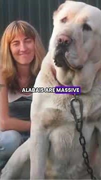 ALABAI DOG – The World’s Most Powerful Breed 😱 #dangerousdogs #animalfacts #animals #facts