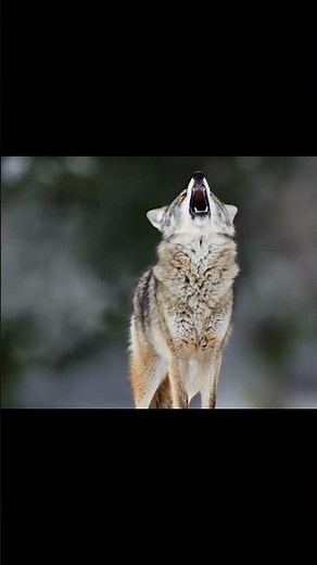 Coyote Sounds of Howling and Barking | Canis latrans Sounds #wolf #coyote #animalsounds #fox