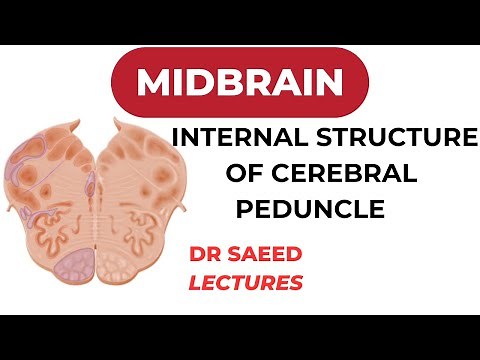 Unlocking the Mysteries of the Midbrain Cerebral Peduncle