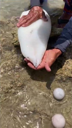 Most Satisfying Squid Squeeze Ever! 🦑✨