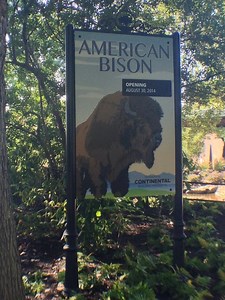Meet National Zoo's American bison Wilma and Zora