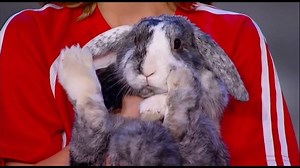 Rabbit Madness! #GotTalent | Animals Got Talent
