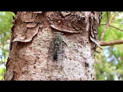 セミの鳴き声 沖縄のセミ クロイワツクツク Meimuna kuroiwae