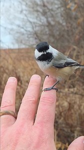 Chickadee Attack Survivor | Brendan J. Fox