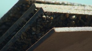 Austin Water to use copper, other solution to weaken, kill zebra mussels