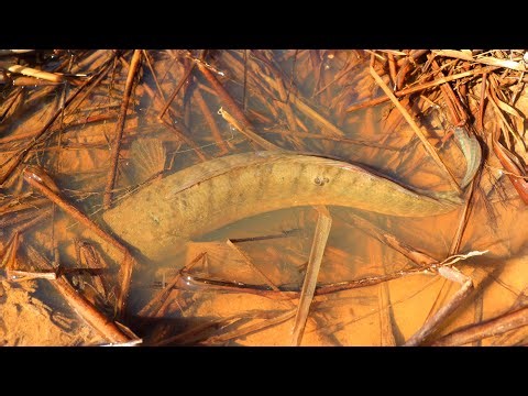 Best Traditional Hand Fishing | Children Catching Fish By Hand In Paddy Land Water
