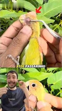 He Saved This Little Bird's Life in the Most Satisfying Way #curiosities