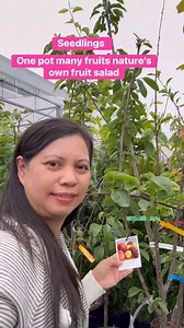 This grafted fruit tree combines different fruit varieties on a single plant #fruitsaladtree #grafted #plantita | Nature Lover