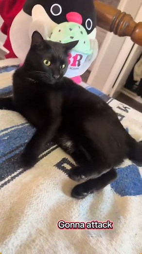 I have a black grumpy baby.🖤🖤🖤 #cat #catsoftiktok #catlover #funny #funnyvideos #foryou #fypage #fypツ #funnycat #funnytiktok #cats #blackcat #blackcats | fluffywhiskers
