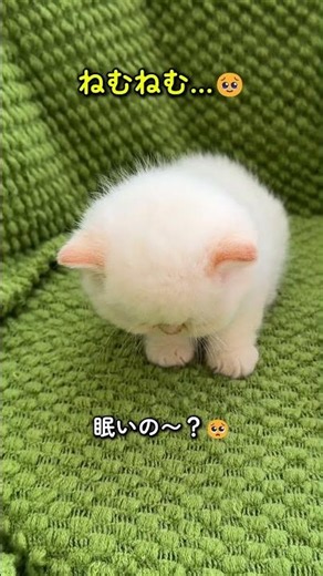 眠気と戦う子猫が尊すぎた…🥹#子猫, #猫, #癒し