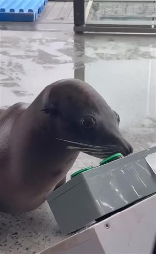 sea lion being cool and playing videogames #fyp #sealion #animal | sea lion