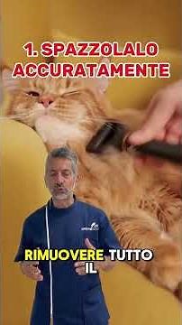 Il tuo Gatto Vomita spesso Boli di Pelo? #gatto #bolidipelo #veterinario #gatti