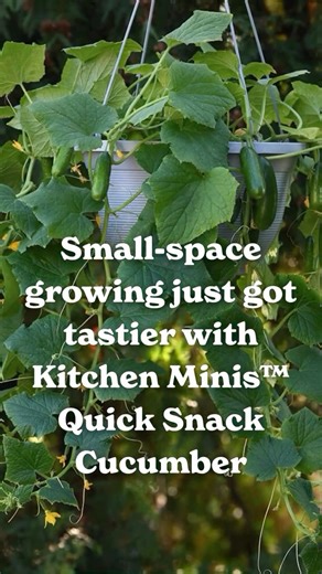 🥒 Small-space growing just got tastier! The new Kitchen Minis™ Quick Snack Hybrid Cucumber is now at Park Seed! It’s bringing fresh, crunchy cucumbers to patios, balconies, and sunny windowsills. These compact plants thrive in containers and start producing in as little as 38–45 days! 🌿 Best part? They’re seedless when grown alone and perfectly sized for snacking straight from the vine. 💚 Fresh cucumbers. No garden required. #KitchenMinis #QuickSnackCucumber #ContainerGardening #SmallSpaceGar