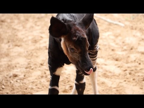 Meet Baby Okapi Miraq!