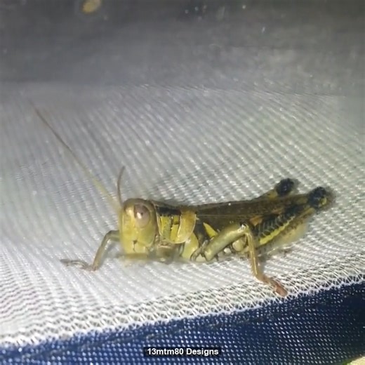 Witness the meticulous grooming habits of this fascinating insect! Watch as a grasshopper meticulously cleans its face, antennae, and body. These creatures are surprisingly particular about their hygiene. #grasshopper #insect #cleaning #animals #nature #wildlife #bug #insectworld #entomology #grasshopperlife #insectscience #video #adorable #cute #autisticartist #actuallyautistic #smallartist | 13mtm80 Designs