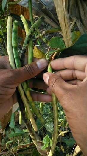 Today some dried and some green cowpeas were harvested #nature #farming #cowpea #shorts