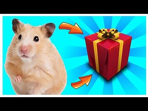 Hamster - Bia e Henry não quer que Hamster escape