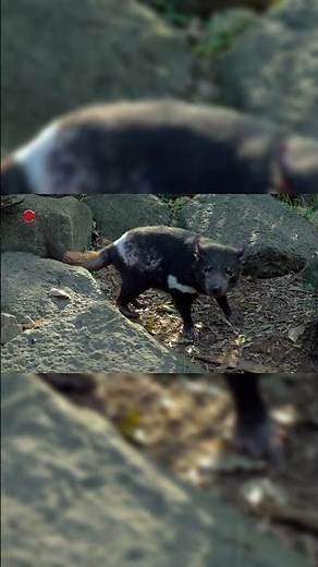 Real Tasmanian Devil Sounds | High Quality | Interesting Tasmanian Devil Sound Experience! |#shorts