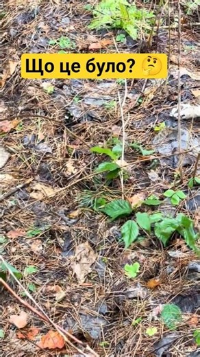 What is this? #whatisthis