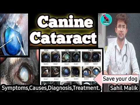 dog eye problem || Canine Cataract || causes,symptoms,diagnosis,treatment || by.THE PET VISION