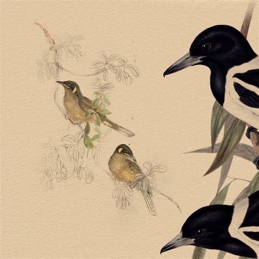 Our touring installation, The Birds of Australia STORYBOX is on the move, and Tamworth - you’re up next! 🦜 This outdoor digital installation will be at the Tamworth Regional Library and Gallery Forecourt until the 27th August, 2023. This beautiful installation brings to life the iconic bird illustrations of John and Elizabeth Gould, together with First Nations storytelling and knowledges. Find out more about the installation and its touring itinerary here: https://bit.ly/3FM4W6g | Australian Mu