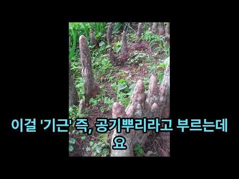 낙우송(落羽松)[Taxodium distichum]
