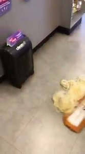 Listen up hairdressers and barbers! Are you sick and tired of picking up hair in the salon? Then the Salon Services Cleanall Suction Dustbin is here to save the day! At just £99 and VAT Free until the end of March there's no better time to buy 💁 http://bit.ly/2lTRdUh Thank you to Salon Services Bristol store for the fab video of the wonder-machine in action 💞 | Salon Services