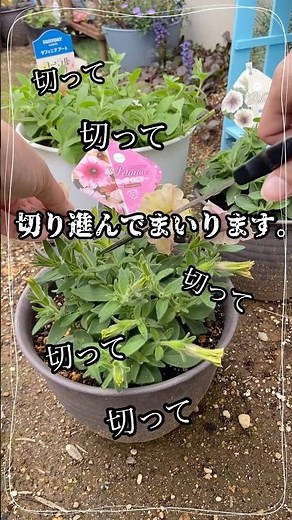 沢山咲かす為に切りまくる！【ガーデニング】#shorts #ガーデニング #gardening #園芸 #花壇