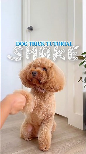 Dog trick tutorial - Shake / handshake / Paw #dogtraining #dogtricks #cavapoo