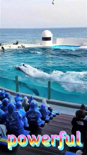 シャチでジェットスキー😍 #Shorts #鴨川シーワールド #鴨シー #kamogawaseaworld #killerwhale #orca #シャチ