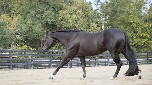 Full video for STRAIGHT UP DIRTY is HERE! 😍 2020 AQHA stallion by The Best Martini and out of Another Certain Vino, full sister to Hall of Famers, A Certain Vino and Potential Diva 🏆 "Jake" is a Reserve Congress Champion and NSBA Bronze Champion and is standing in 2025 at Richland Ranch in Auburn, IL http://www.straightupdirty.com Thank you Jen Smith for choosing Superlative! And thank you to Kenny and Ashley Lakins for always being stellar to work with! ❤ | Superlative Equine