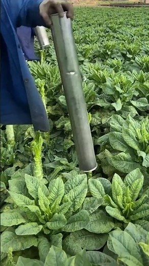 Simple and popular process of defoliating tobacco plants