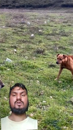 Kangal vs Pitbull: Real Power Difference? 😱 #shorts #kangal