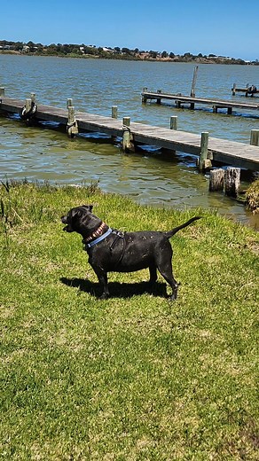 #ratulove | Nurtured Pets by Trudi | Facebook