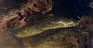 Up-close and underwater with the Nile crocodile