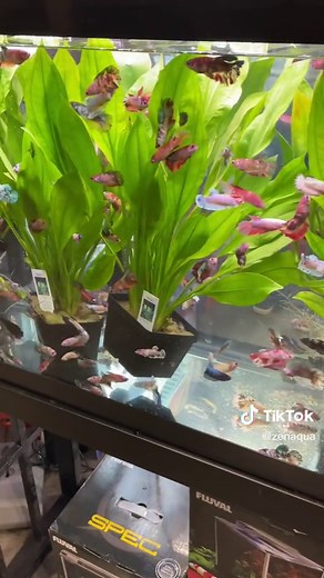 Female Betta Fish in Schools: A Peaceful Community Aquarium Setup